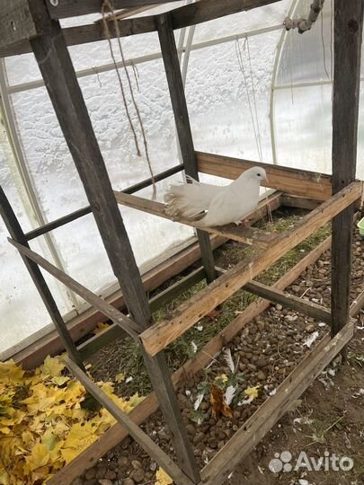 Куры карликовый кохинхин