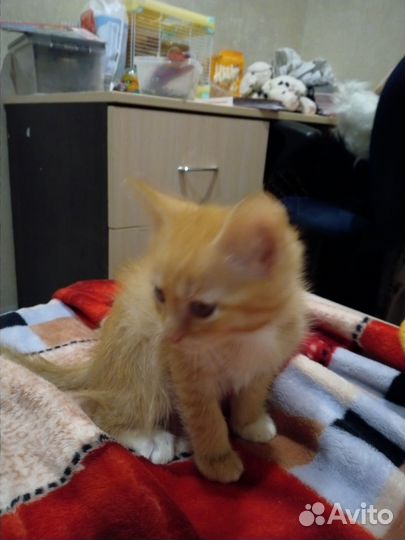 Кошка рыжая чють больше месяца