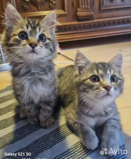 Два брата акробата ищут дом