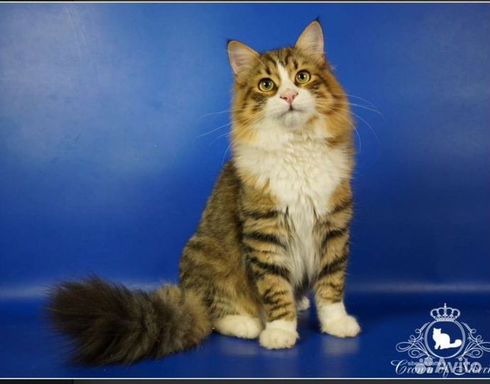 Породистый ласковый сибирский котик