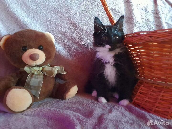 Три девочки крысоловки 1.5 мес