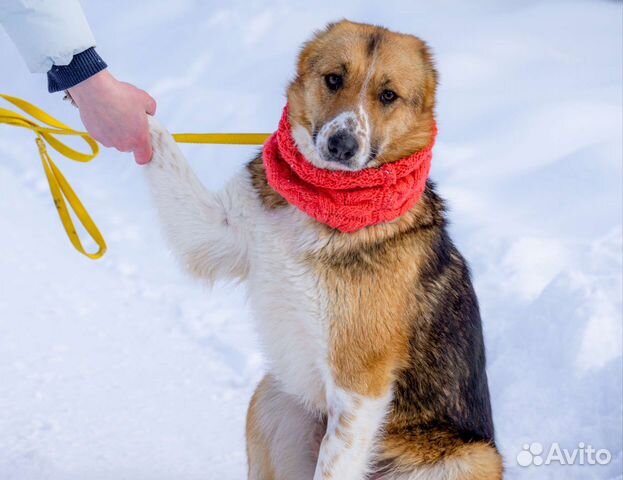 Небольшие собачки