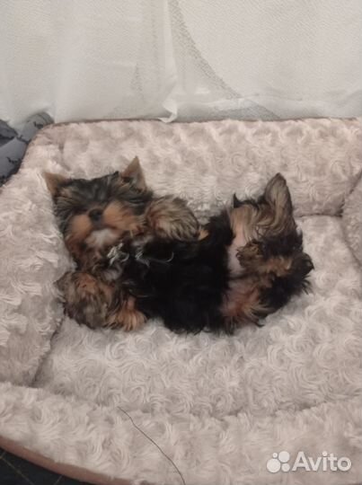 Йоркширский терьер мини девочка