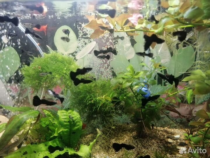 Аквариумная рыбка Гуппи чёрные