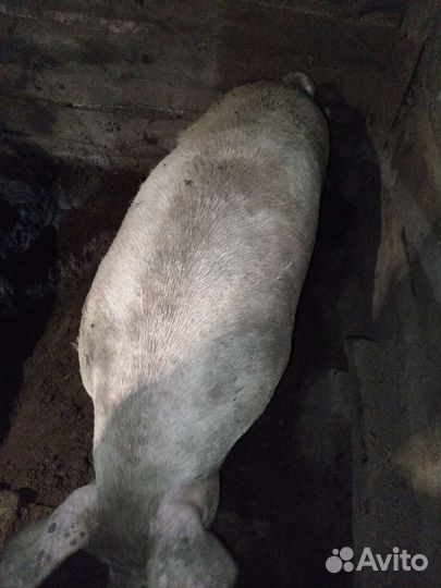 Продам хряка