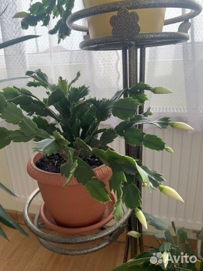 Декабристы