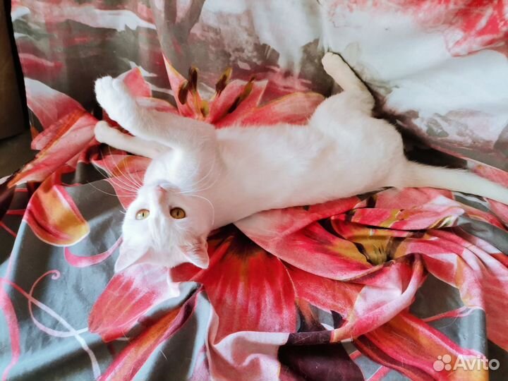 Кошечка в добрые руки