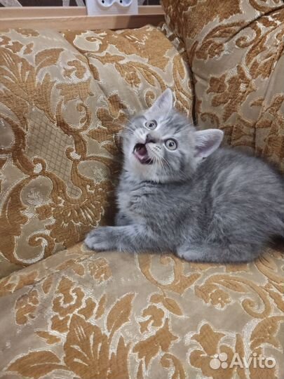 Британская