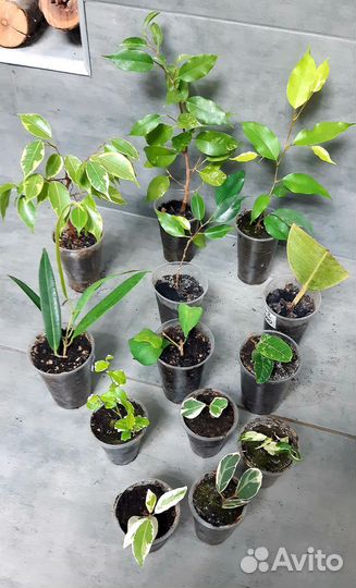 Фикус набор 13сортов почта