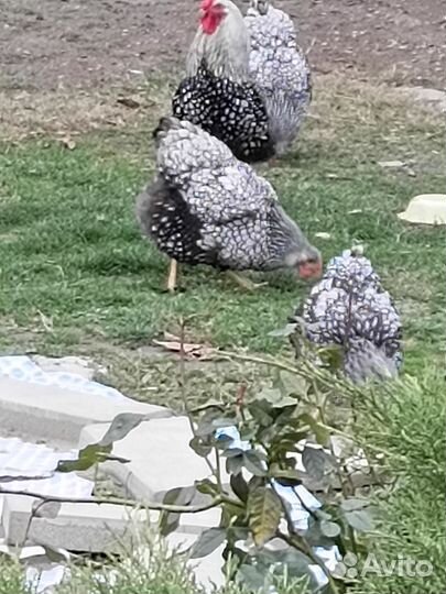 Виандоты и орпингтоны