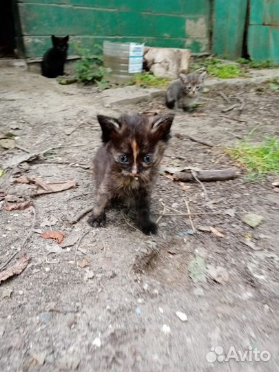 Котёнок Огонёчек