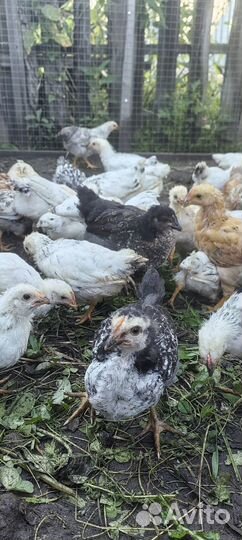 Цыплята кур несушек