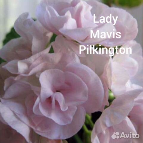 Пеларгония герань