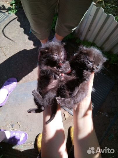 2 котенка мальчика