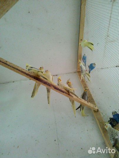Попугай Корелла Попугаи Какарики Попугаи Неразлучн