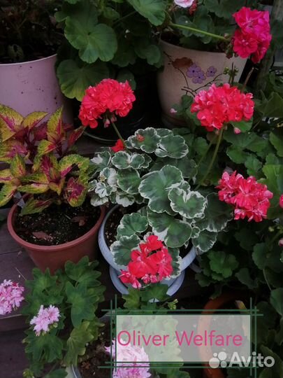 Пеларгония сортовая, герань