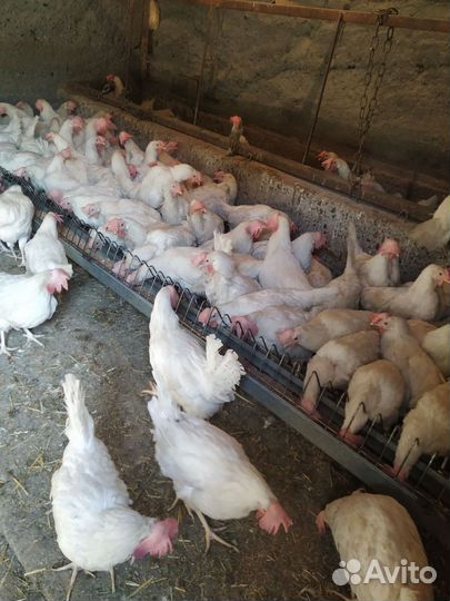 Несушки на дом