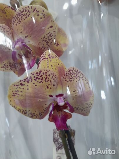Орхидея фаленопсис Дикий персик