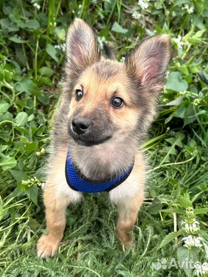 Собака, щенок