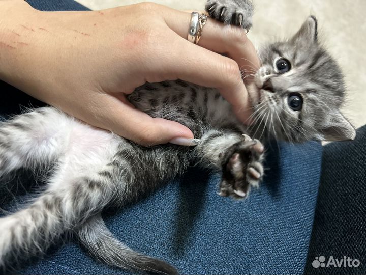 Котенок мальчик в добрые руки