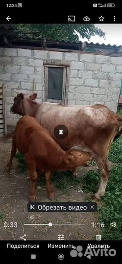 Корова дойная с теленком