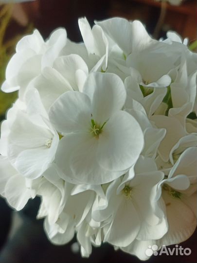 Пеларгония белая