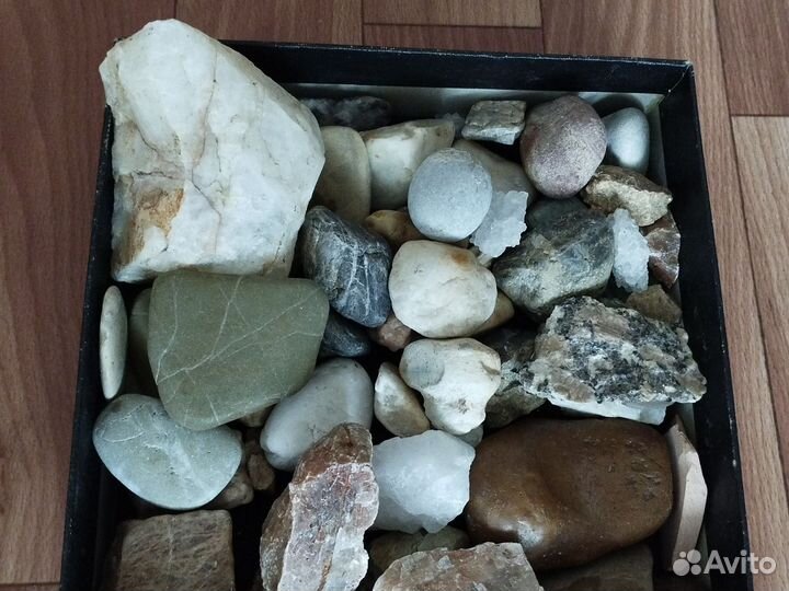 Морские ракушки раковины