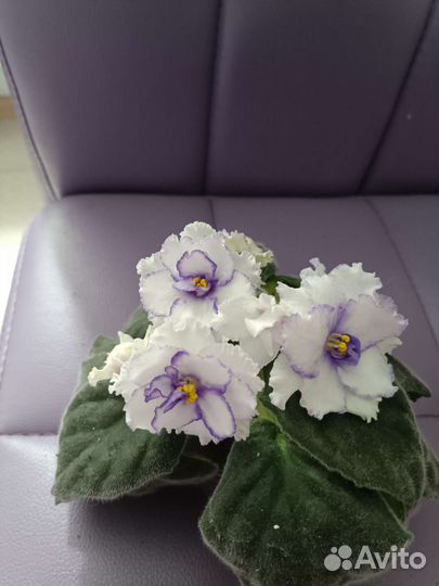 Цветы комнатные