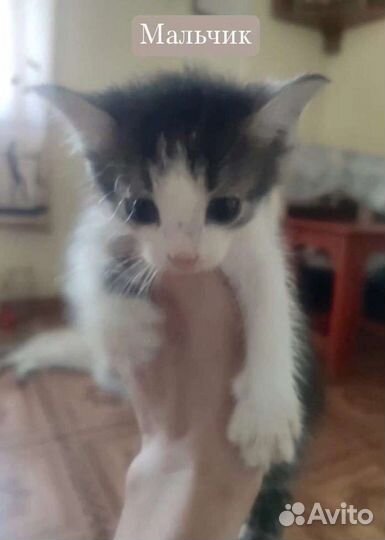 Хотим домой