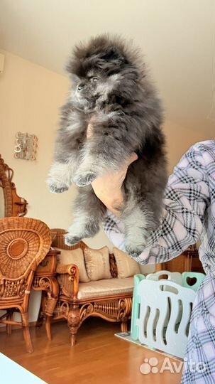 Померанский шпиц девочка