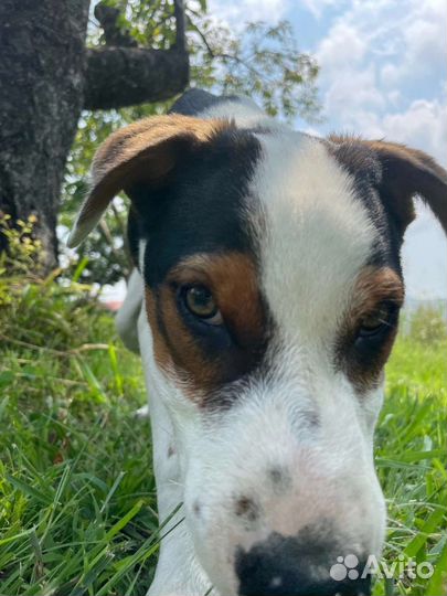 Щенок Брюс в добрые руки