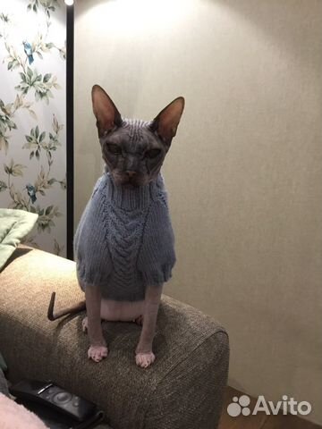 Одежда для животных