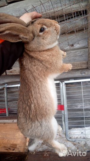 Кролики мясных пород