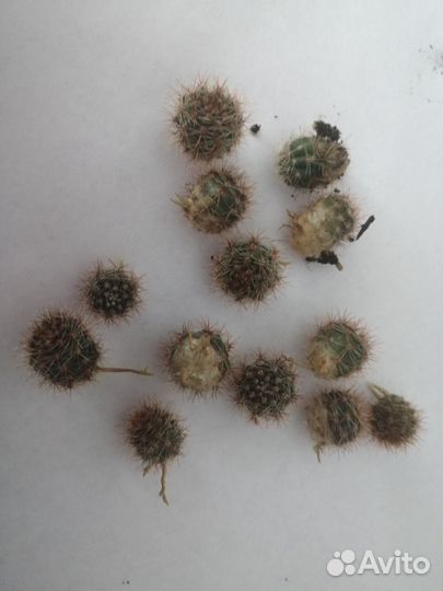 Кактусы и суккуленты