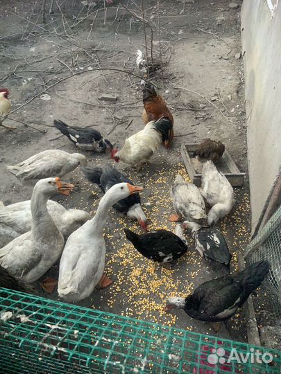 Куры гуси утки