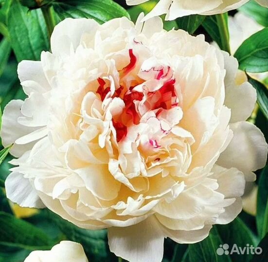 Пионы Фестива Максим, Карл Розенфельд