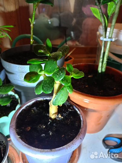 Толстянка (Денежное дерево)