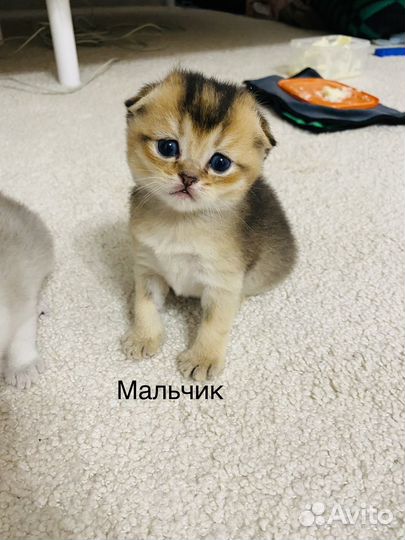 Шотландская