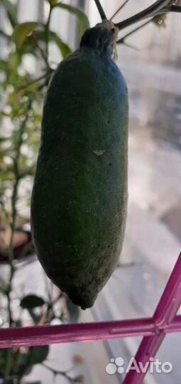 Австролийский фингерлайм