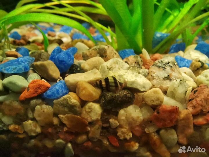 Улитка хелена