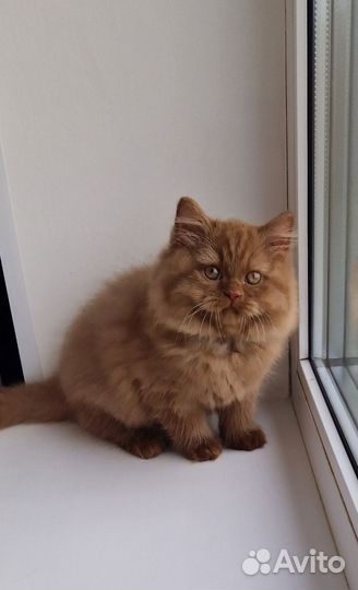 Котята цвета ириски