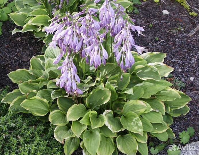 Продам садовые многолетние цветы