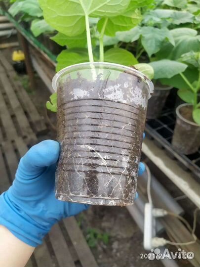 Рассада огурцы