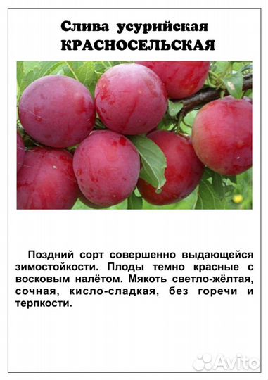 Саженцы сливы