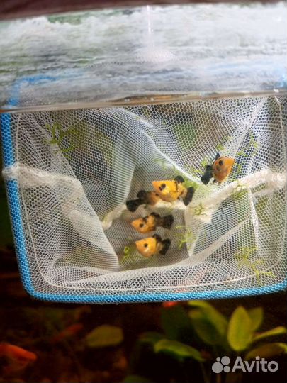 Меченосцы, Санто Клаус