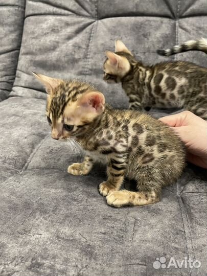 Бенгальские котята