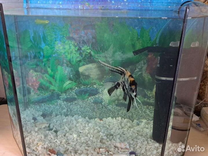 Аквариум