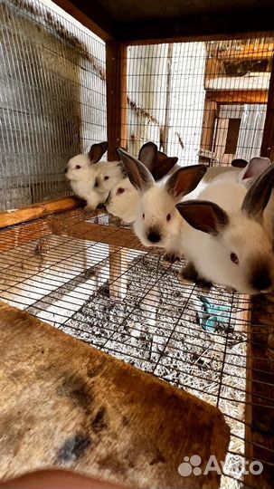 Калифорнийские кролики