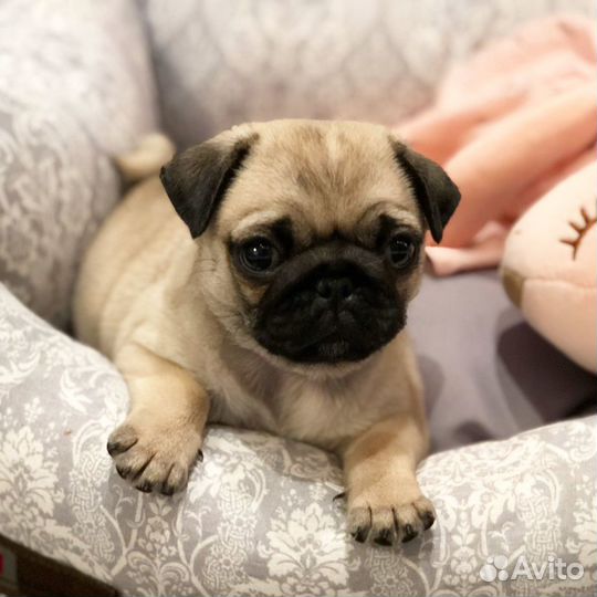 Мопс щенки