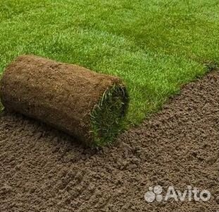 Укладка газона